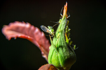 a colony of insects on a flower bud