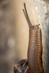 big brown snail close up