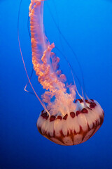 United States, California, Monterey, Monterey Bay Aquarium, Jellyfish swimming