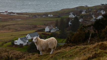 panorama image with lamb or sheep on grassy cliffs of the Isle of Skye. Scottish Highlands. near rural houses and the coast.