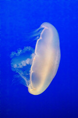 United States, California, Monterey, Monterey Bay Aquarium, Moon Jellyfish swimming