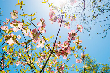Dogwood tree pink blossom at springtime in park. Spring natural background.