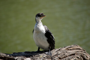 the black faced cormorant is standing on a log