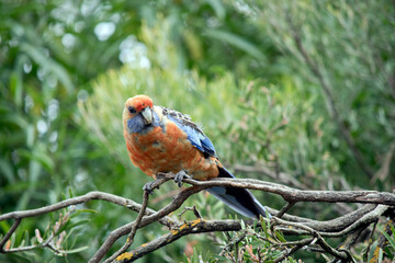 the Adelaide rosella is perched on a bush