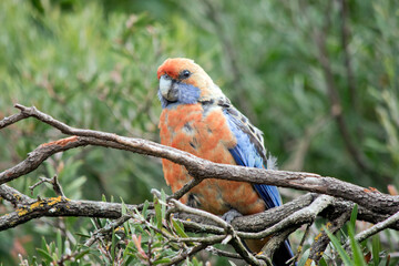 this is a close up of an Adelaide rosella