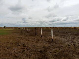 vineyard in the spring