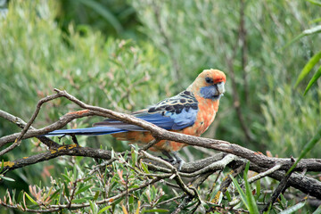 this is a side view of an Adelaide rosella