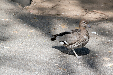 this is a female Australian wood duck
