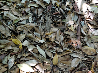 Forest or Bushland Floor