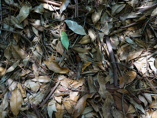 Forest or Bushland Floor