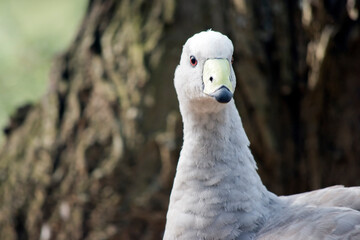 this is a close up of a Cape Barren Goose