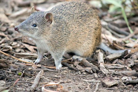 the Southern brown bandicoot is a small marsupial