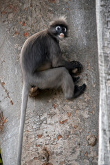 this is a side view of a dusky leaf monkey