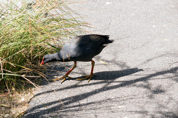 the dusky moorhen is searching for food
