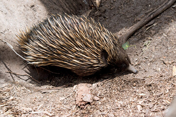 this is a side view of a  echidna