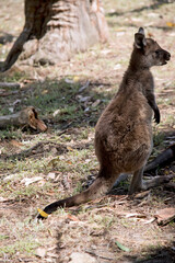 this is a side view of a  kangaroo-island kangaroo