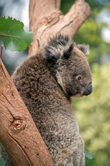 this is a joey koala that was saved from the bush fires on Kangaroo-island