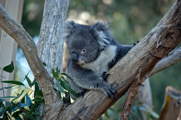 the young koala is climbing up the branch
