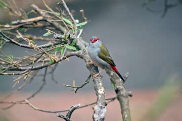 the red browed finch is perched in a bush
