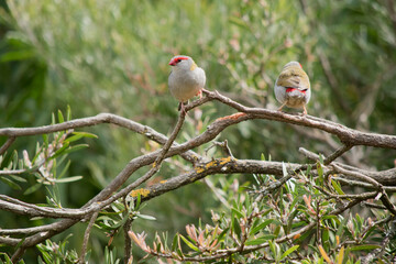the two red browed finches are perched on the same branch