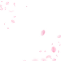 Obraz na płótnie Canvas Sakura petals falling down. Romantic pink flowers corner. Flying petals on white square background.