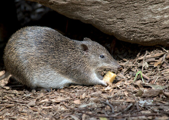 this is a side view of a Southern brown bandicoot