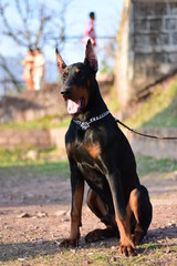 Close up of a Doberman