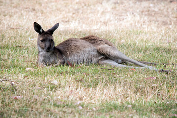 the western grey kangaroo is resting on the grass