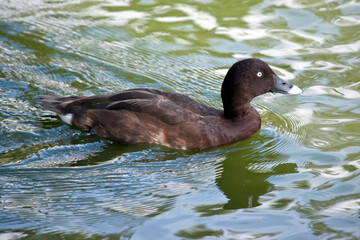 this is a side view of a white eyed duck swimming