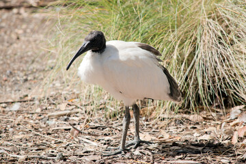 the white ibis is an ugly bird