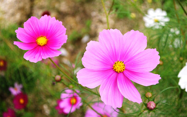 Obraz premium コスモス