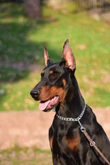 Close up of a Doberman