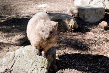 the common wombat is standing on a rock