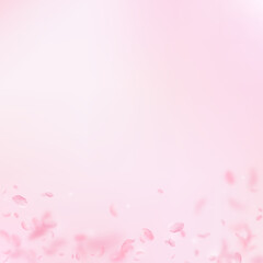 Sakura petals falling down. Romantic pink flowers gradient. Flying petals on pink square background.