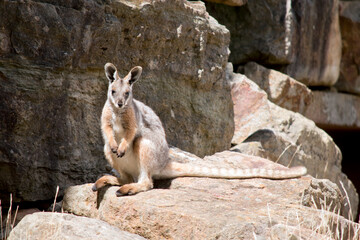 the yellow footed rock wallabyhas a long striped tail
