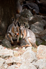 the two yellow footed rock wallabies are eating a carrot