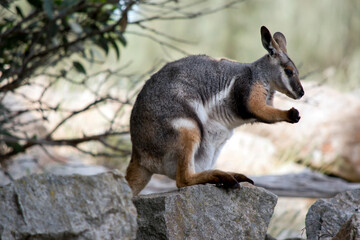 Naklejka na ściany i meble this is a side view of a joey yellow footed rock wallaby