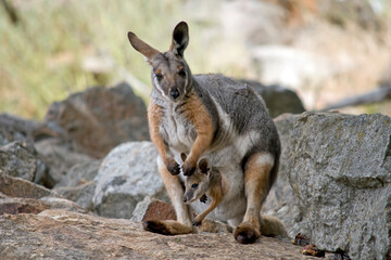 the yellow footed rock wallaby has a joey in her pouch