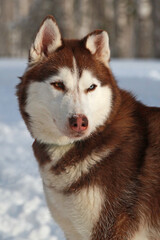 Siberian Husky close-up, portrait in the snow. A husky with multicolored eyes . Love for pets
