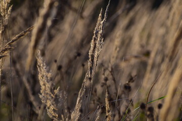 Fototapeta premium dried wildflowers and grass