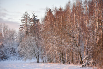 It's wintertime, forest birch trees  in sunrise light.