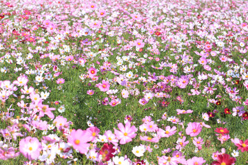 Obraz premium Beautiful colorful winter Flowers Sunny outdoors