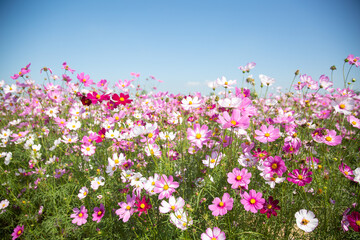 Fototapeta premium Beautiful colorful winter Flowers Sunny outdoors
