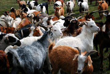 Naklejka na ściany i meble The Mongolia cashmere goat is a local dual-purpose breed with a long history.