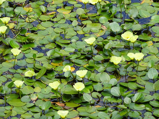 Water Lillies and flowers on an inland waterway in Spring.