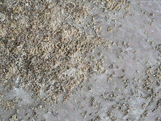 many bird poop or bird shit on the cement floor.