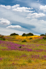 USA, California. Owl's Clover and Goldfields with clouds, Carrizo Plains National Monument.