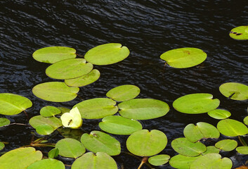 Water Lillies and flowers on an inland waterway in Spring.