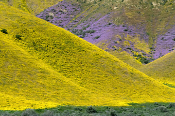 USA, California. Common Hillside Daisy and phacelia, Carrizo Plain National Monument.