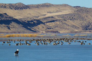 Bald Eagle on Ice, looing for a possible meal